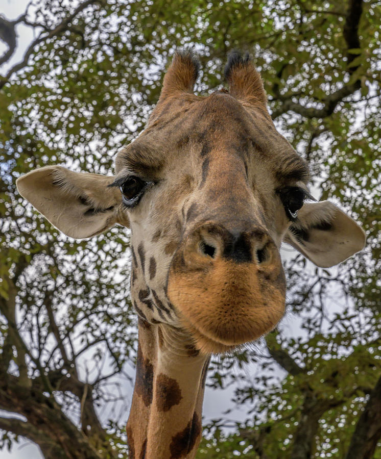 Close Up of a Giraffe Photograph by Laura Hedien