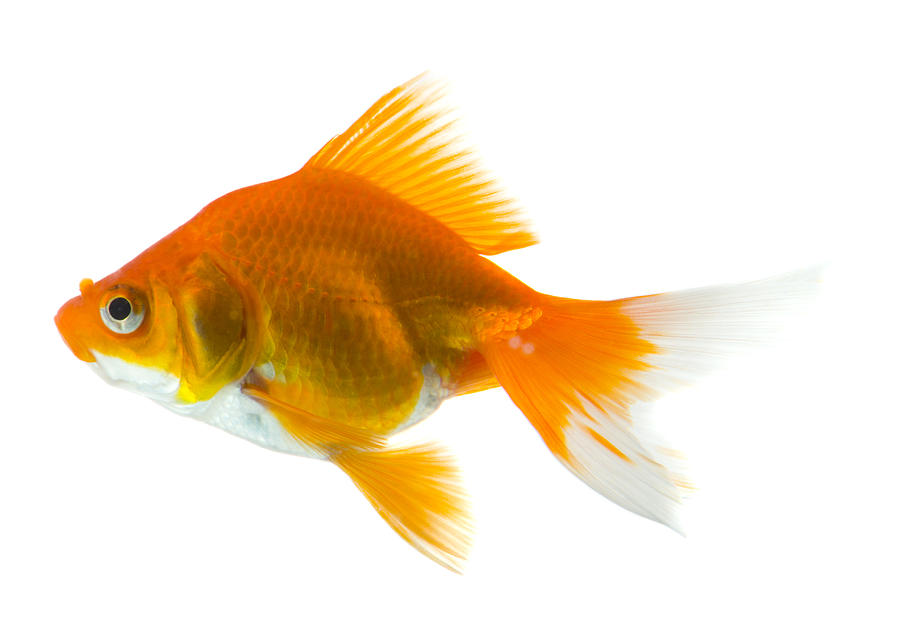 Close-up of a goldfish Photograph by Rubberball/Mike Kemp