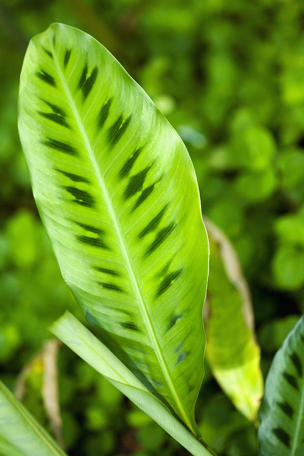 Close-up of a green leaf in a botanical garden, Hawaii Tropical Botanical Garden, Hilo, Big Island, Hawaii Islands, USA Photograph by Glowimages