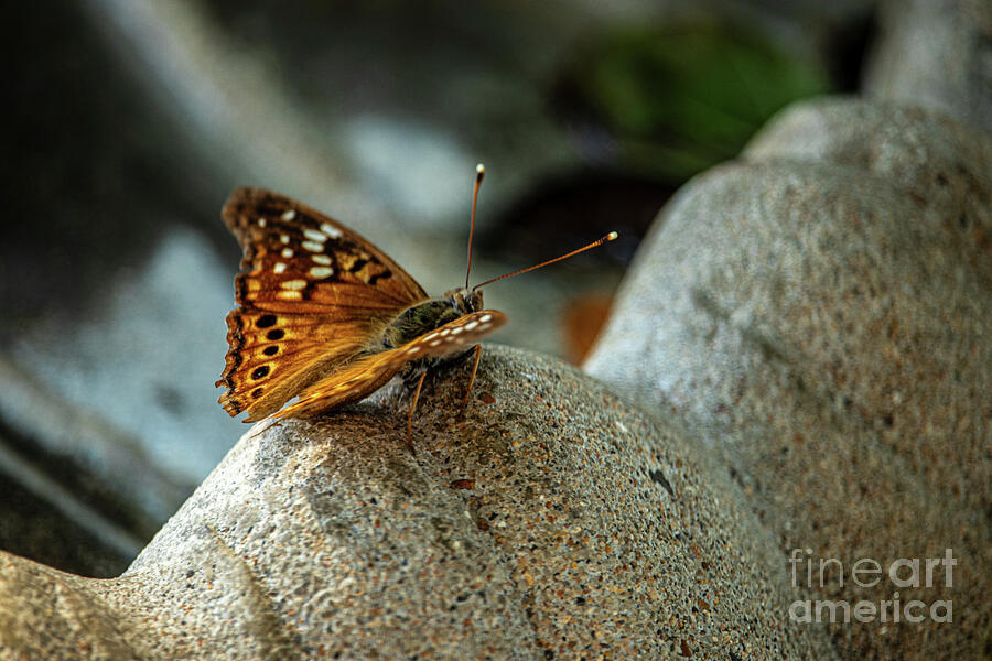 Close-Up of a Hackberry Emperor Butterfly on Rock Photograph by Brigitte Blanchette Thompson Close-Up of a Hackberry Emperor Butterfly on Rock Photograph by Brigitte Blanchette Thompson