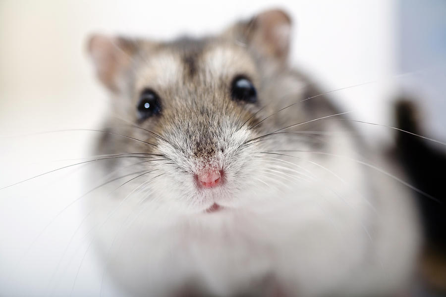 Close up of a hamster against a blurry background Photograph by Slobo
