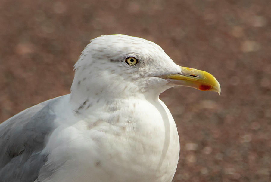 Close Up of a Herring Gull Photograph by Sandra Js