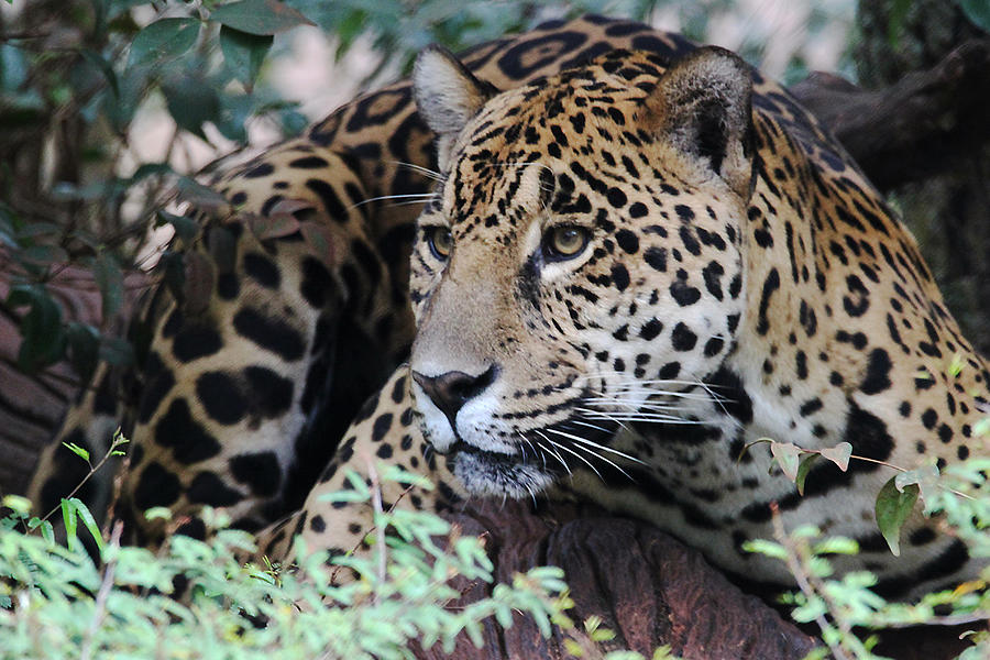 Close-up of a Jaguar, Foz do Iguaçu, Paraná State, Brazil Photograph by Philippe Debled