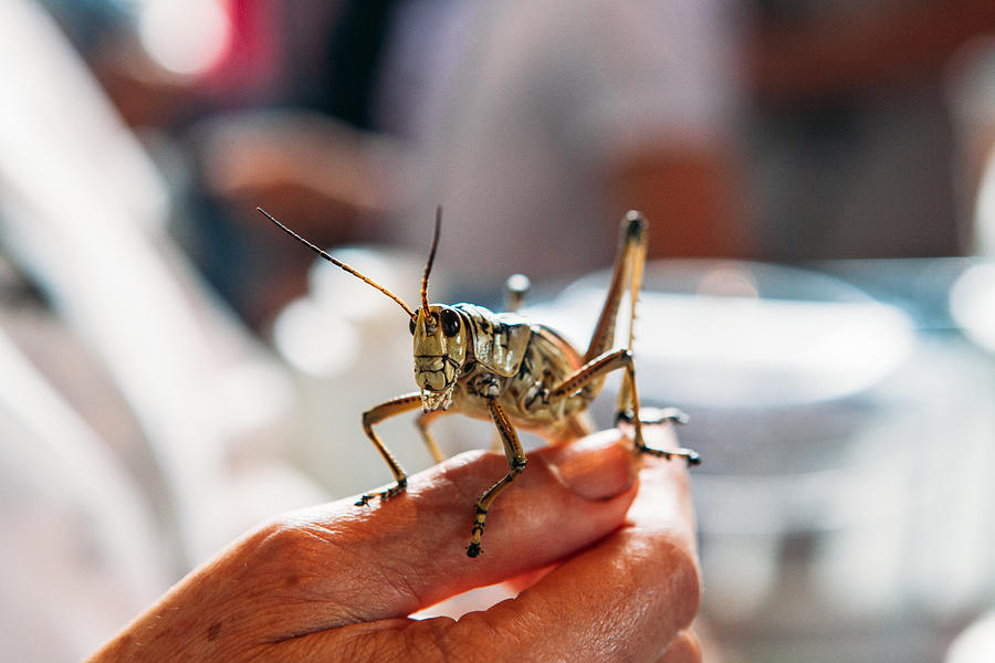 Close up of a large Locusts standing on a human hand Photograph by Alex Walker