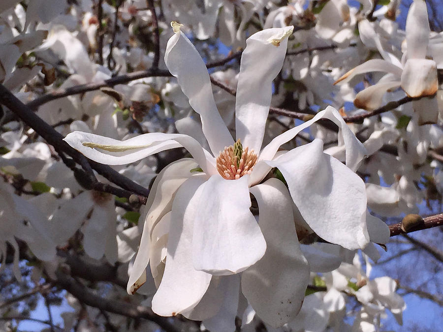Close-up of a magnolia tree flower Photograph by Photography by Keith Getter (all rights reserved)