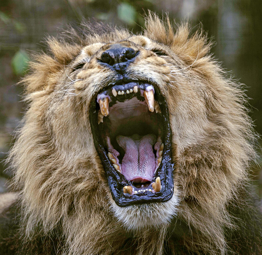 Close up of a male African Lion howling open mouth Photograph by Denis DEBADIER