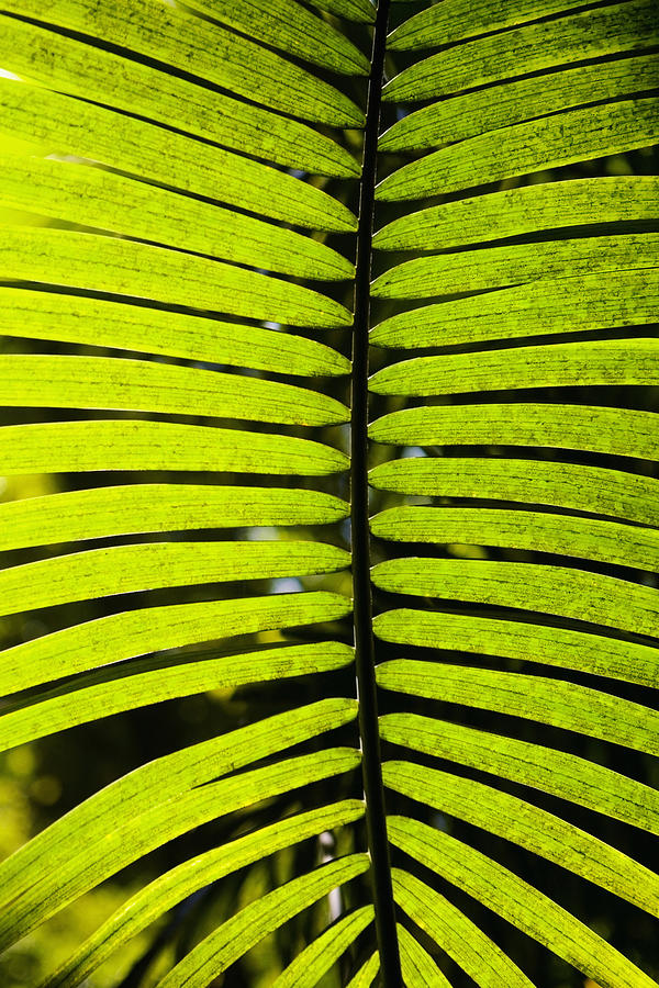 Close-up of a palm leaf in a botanical garden, Hawaii Tropical Botanical Garden, Hilo, Big Island, Hawaii Islands, USA Photograph by Glowimages