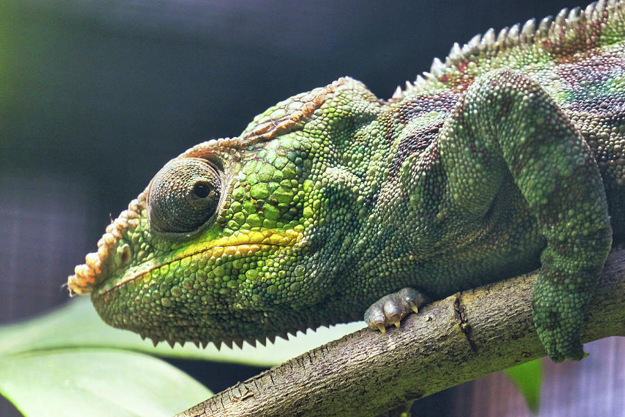 Close-up of a Panther Chameleon, Furcifer Pardalis. Chester zoo ...