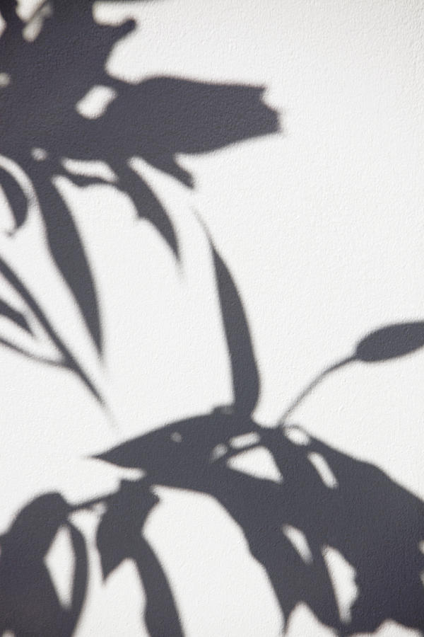 Close-up of a plant shadow on a wall Photograph by Fabrice LEROUGE