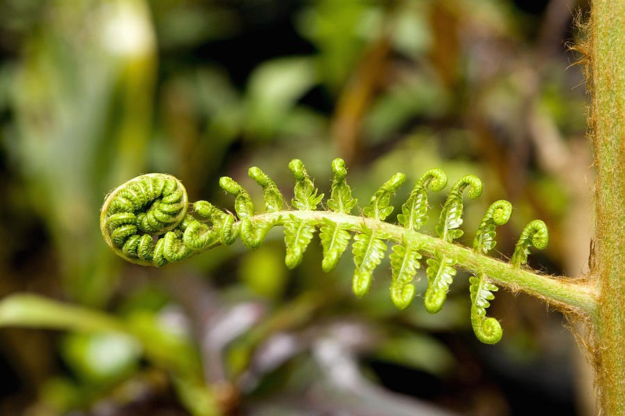 Close-up of a plant sprouting, Hawaii Tropical Botanical Garden, Hilo, Big Island, Hawaii Islands, USA Photograph by Glowimages