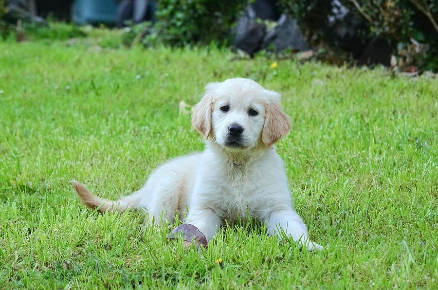 Close up of a purebred female golden retriever puppy lying on grass and looking at camera Photograph by Smartshots International
