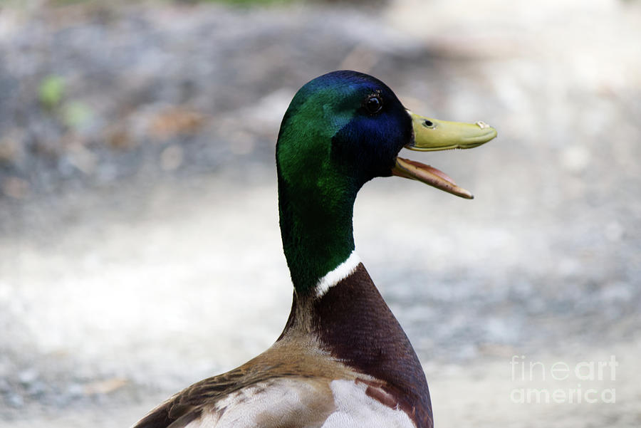 duck quacking