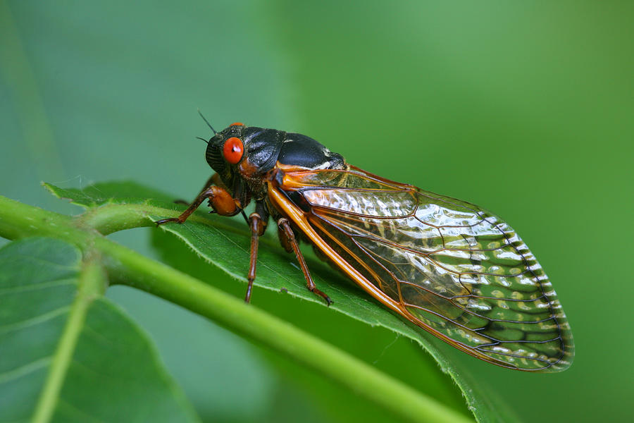 Close-up of a red-eyed Cicada resting on a green leaf Photograph by Rpbirdman