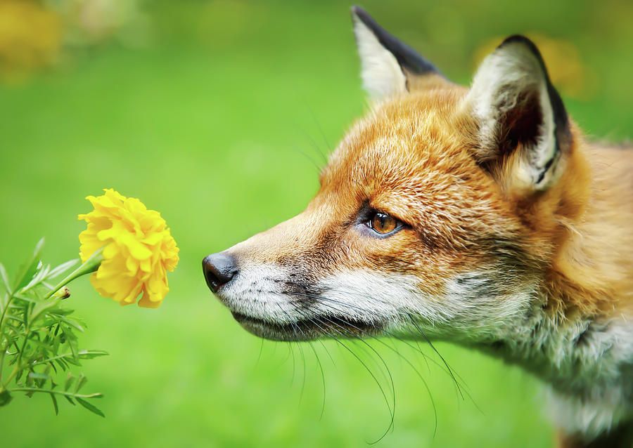 Close up of a Red fox smelling marigold flower Photograph by Giedrius ...