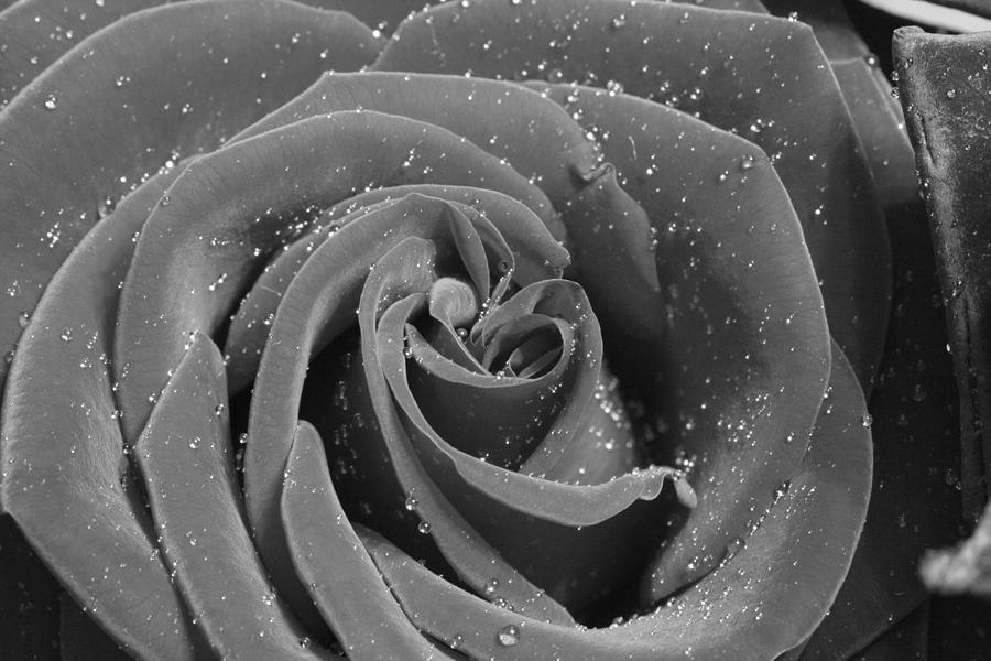 Close-up of a rose flower in black and white 1 Photograph by Alex Mir