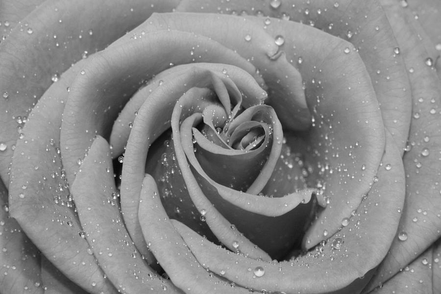 Close-up of a rose flower in black and white 2 Photograph by Alex Mir