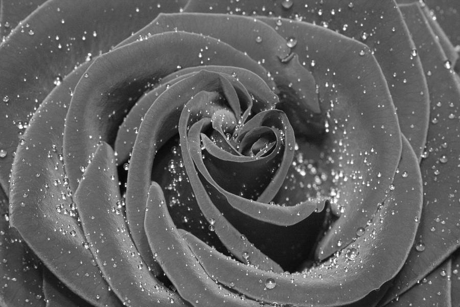 Close-up of a rose flower in black and white 3 Photograph by Alex Mir