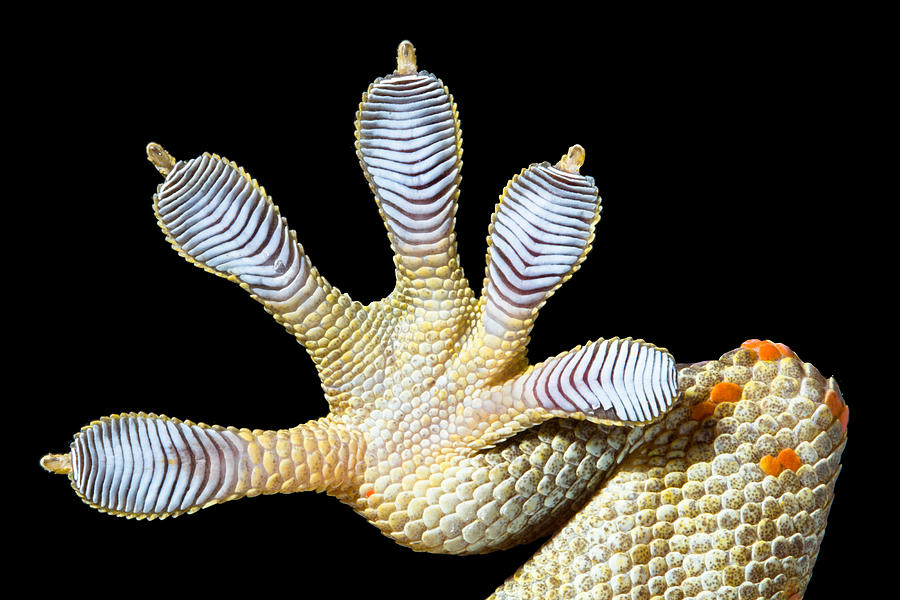 Close-up of a Spotted House Gecko foot Photograph by Lessydoang