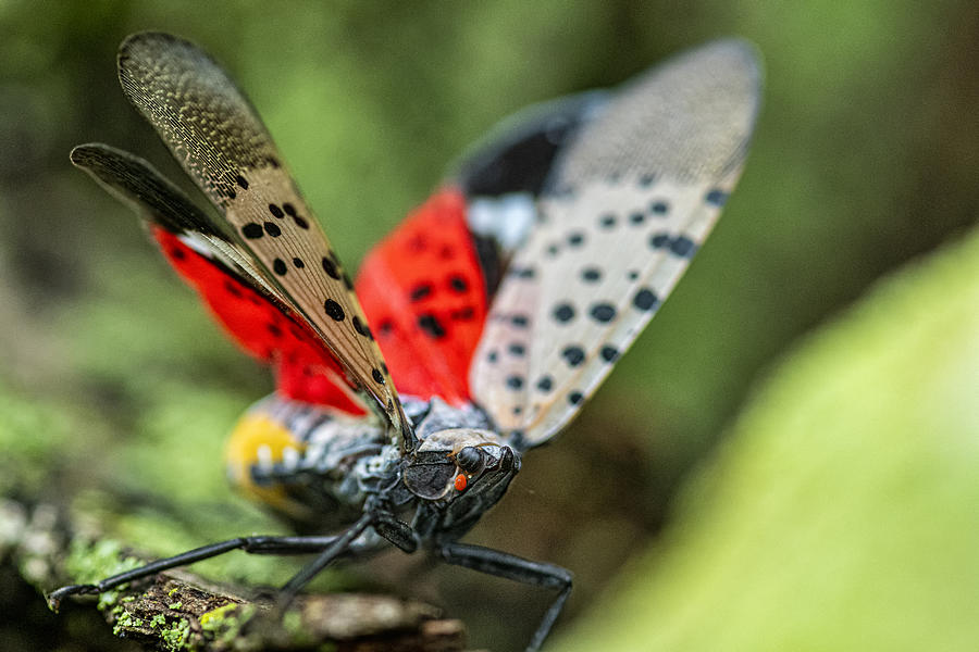 Close-up of a Spotted Lanternfly (Lycorma delicatula) crawling on a Maple tree trunk in Northeast Maryland Photograph by Cmannphoto