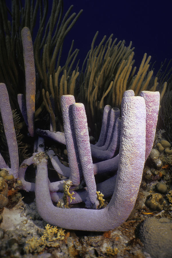 Close-up of a Stovepipe Sponge (Aplysina Archeri) underwater, Bonaire, Netherlands Antilles Photograph by Glowimages