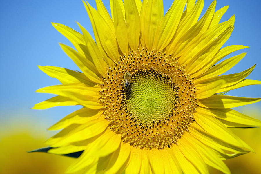 Close-up of a sunflower, California, USA, (Helianthus petiolaris) Photograph by Medioimages/Photodisc