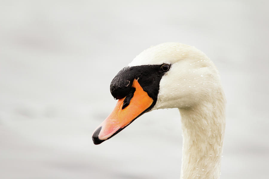 Close-up of a swans head Photograph by SAURAVphoto Online Store