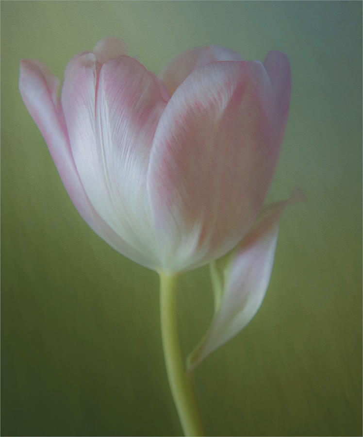 Close up of a tulip Photograph by Sylvia Goldkranz