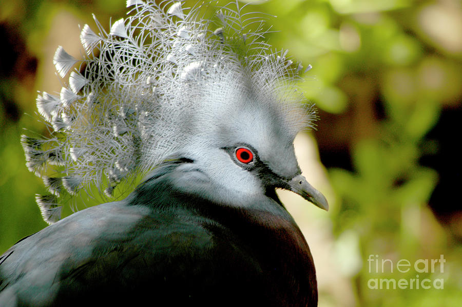 Close up of a Victoria Crowned Pigeon  Photograph by Gunther Allen