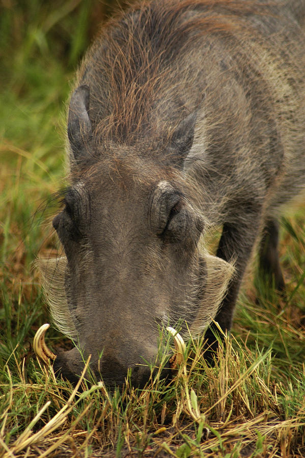 Close-up of a Warthog (Phacochoerus aethiopicus) looking for meal in a forest, Okavango Delta, Botswana Photograph by Glowimages