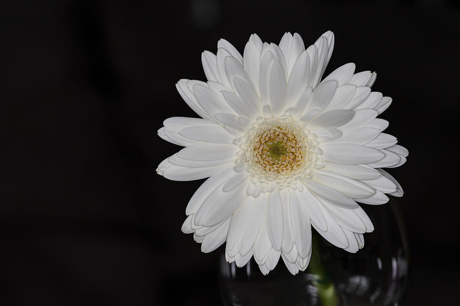 Close-up of a White Gerbera Daisy Photograph by Alma Danison