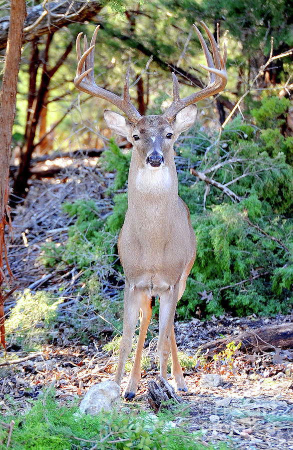 Close-up of a White Tailed Buck  Photograph by Gunther Allen