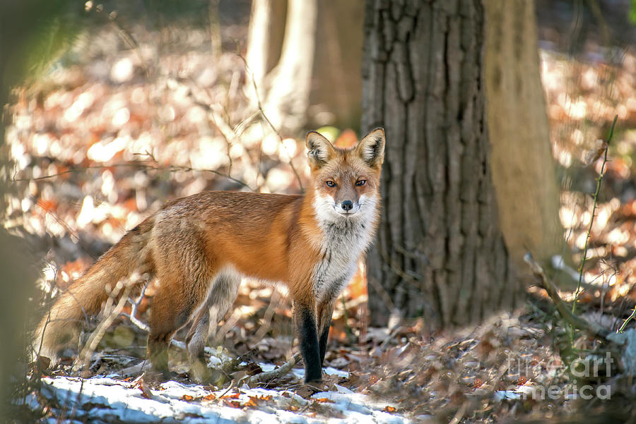 Close-up of a Wild Red Fox Standing in the Sun in a Forest Photograph by Patrick Wolf
