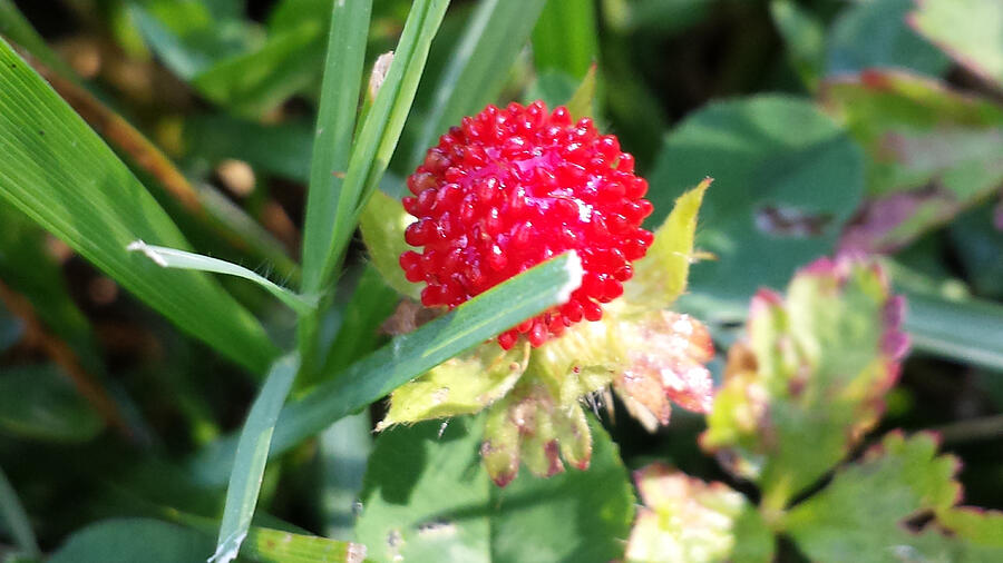 Close-up of a wild strawberry Photograph by Deana Lee Andrew / Foap