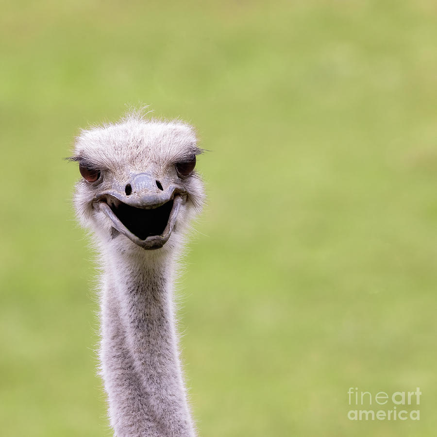 Close up of adult ostrich face Photograph by Jane Rix