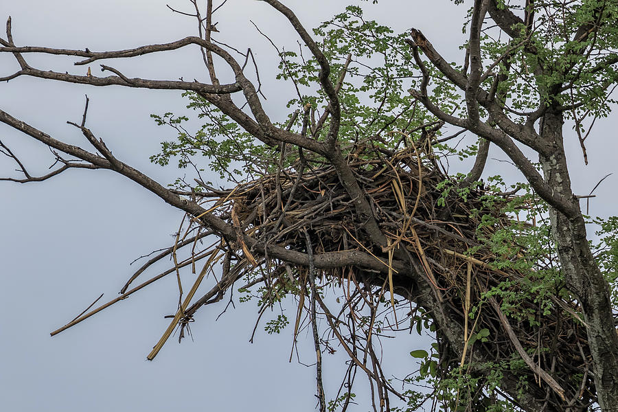 Close-up of African Fish Eagles Nest Photograph by Belinda Greb