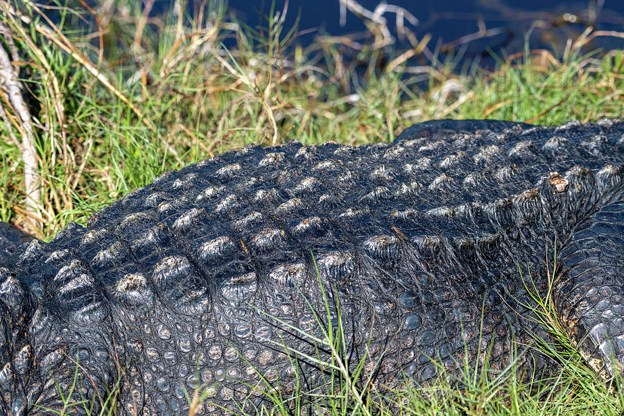 Close up of alligator Photograph by Dan Friend