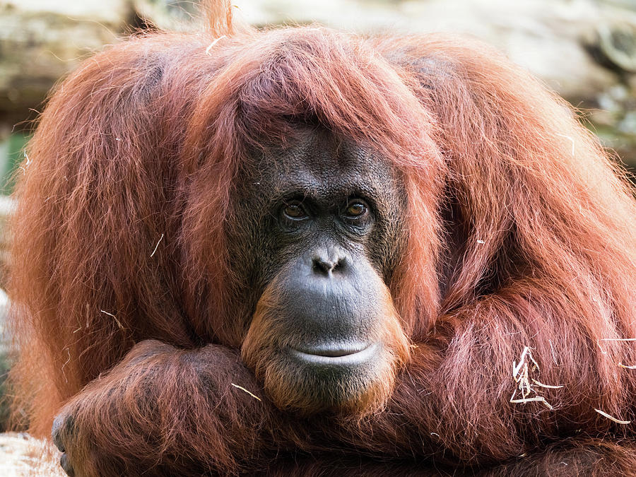 Close-up of an adult orangutan Photograph by Tosca Weijers