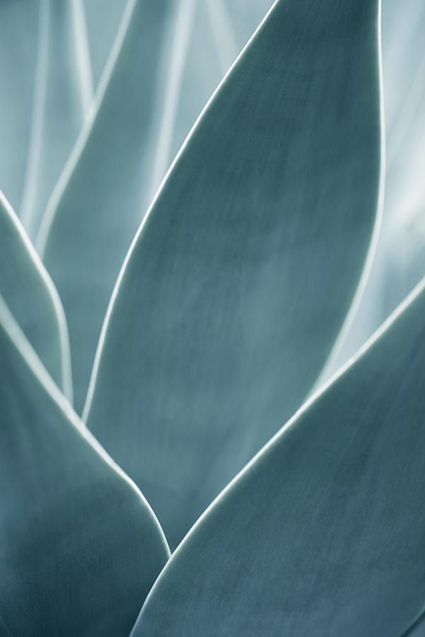Close-up of an Agave attenuata Photograph by Westend61