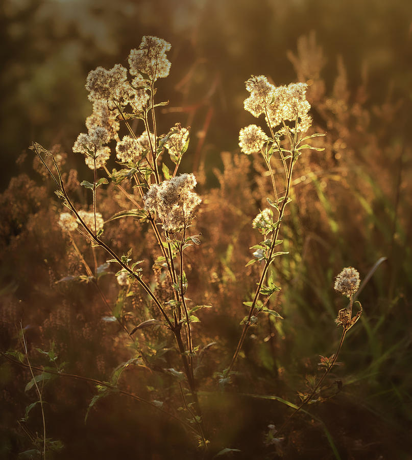 Nature Photograph - Close up of an agrimony hemp plant with sunny backlight by Franky De Meyer