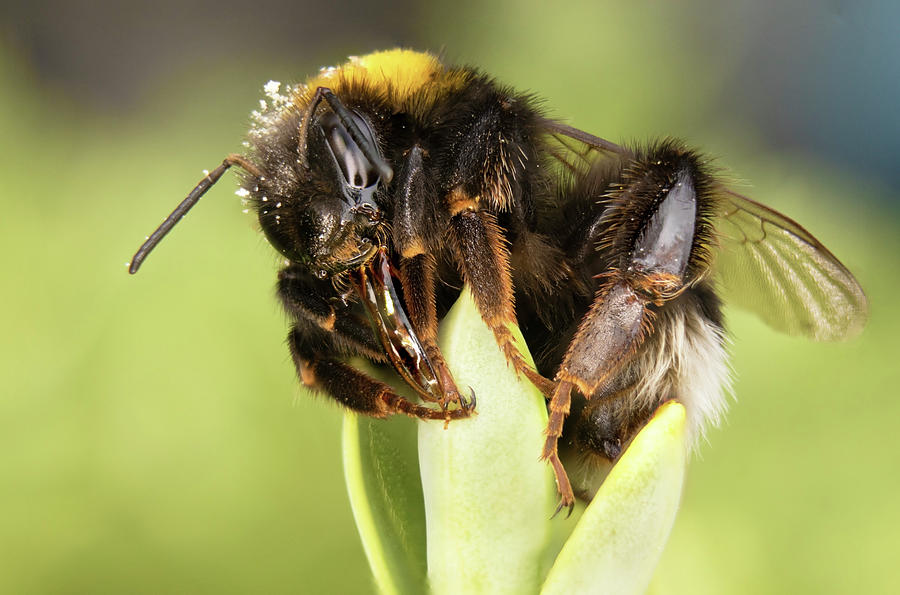 Close Up Of An Earth Bumblebee Photograph by MPhotographer