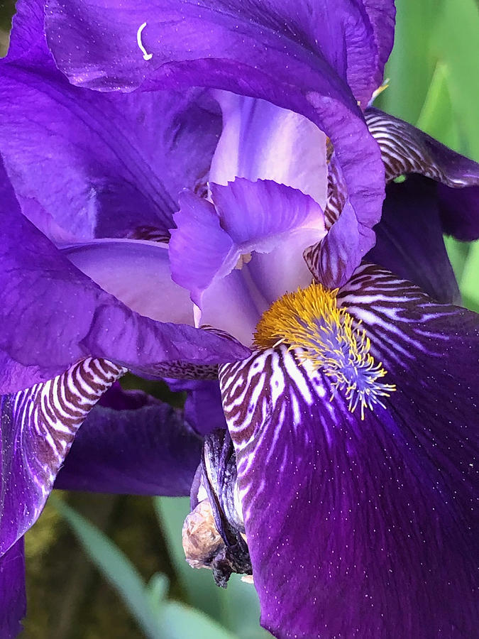 Close-up of an Iris flower Photograph by Feifei Cui-Paoluzzo