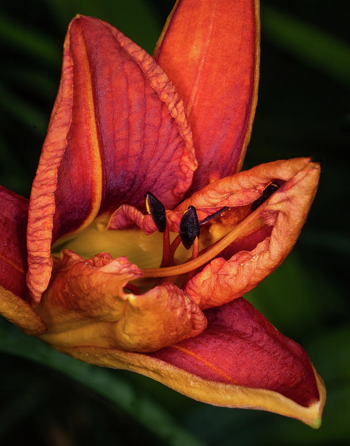 Lily Photograph - Close-up of an orange lily flower by Chris Wiederspahn