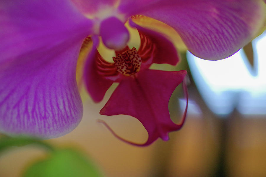 Close Up Of An Orchid Photograph