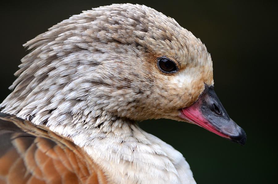 Goose Photograph - Close up of an Orinoco Goose by Richard Bryce and Family
