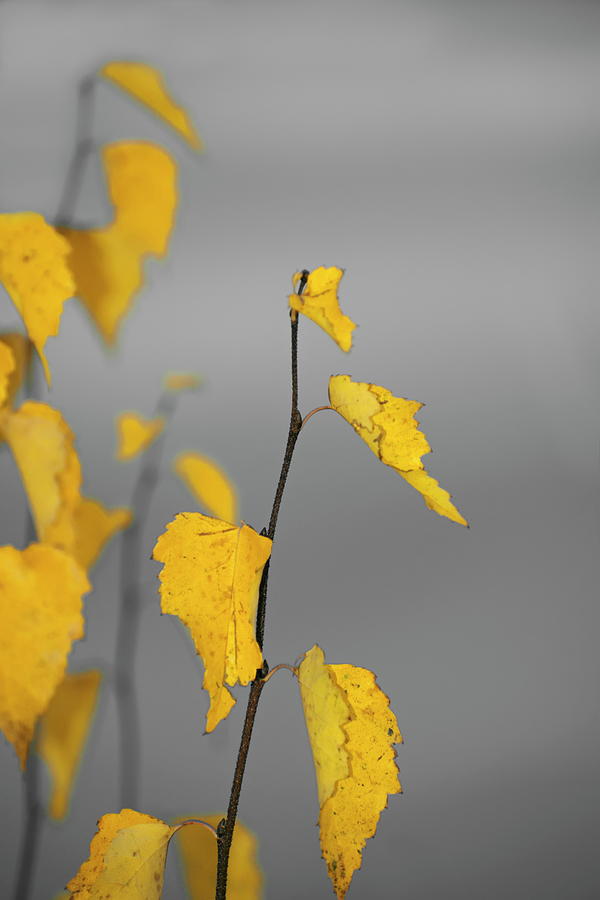 Close up of autumn colored birch leaves - gray and yellow Photograph by Ulrich Kunst And Bettina Scheidulin