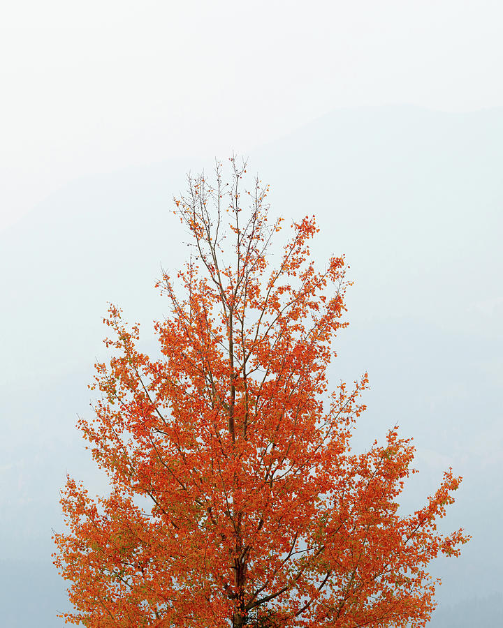 Close up of autumn tree Photograph by Toma Bonciu