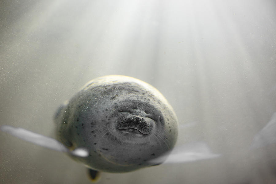 Close up of baby seal Photograph by Xia Yuan