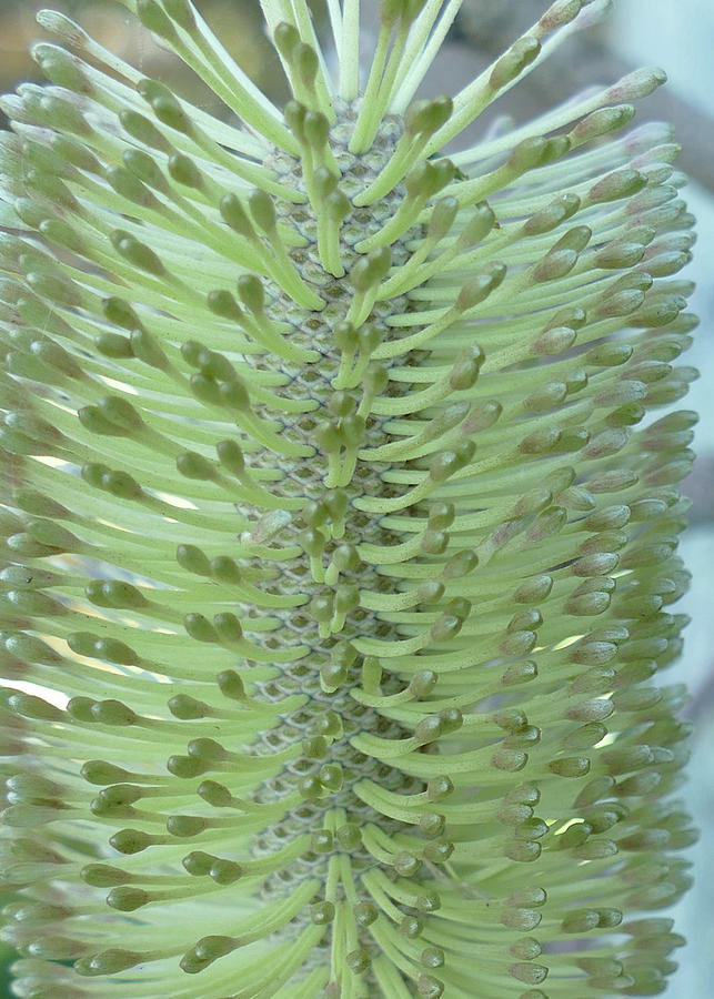 Close-up of Banksia Flower Photograph by Maryse Jansen