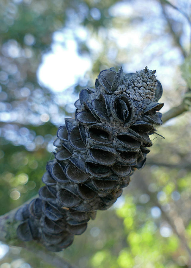Close-up of Banksia Seed Pod  Photograph by Maryse Jansen