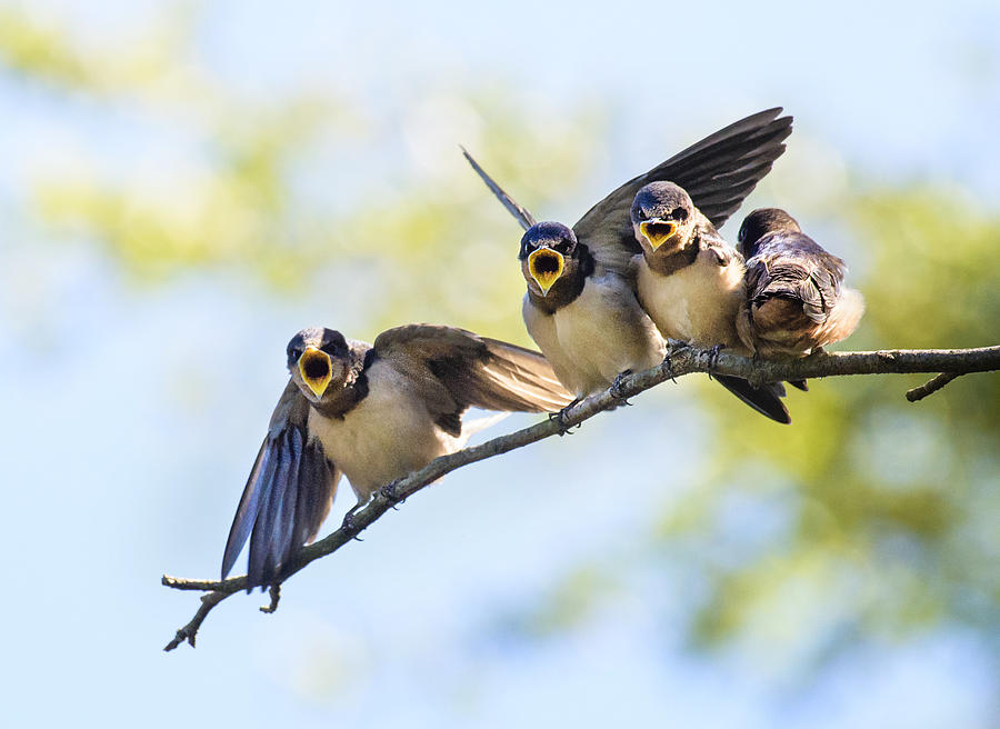 Close Up of Barn Swallow Chicks Looking for Food Photograph by Vicki Jauron, Babylon and Beyond Photography